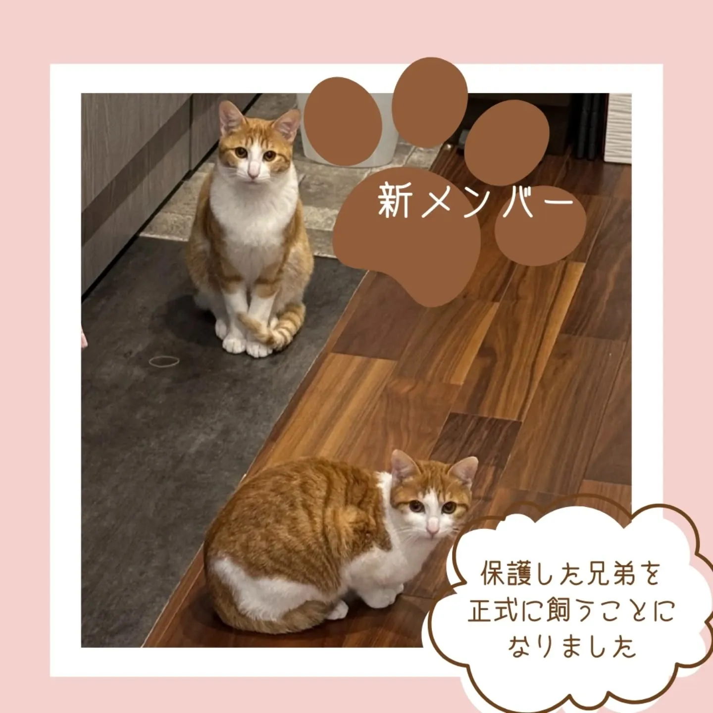 😺社長の愛猫⑤😺