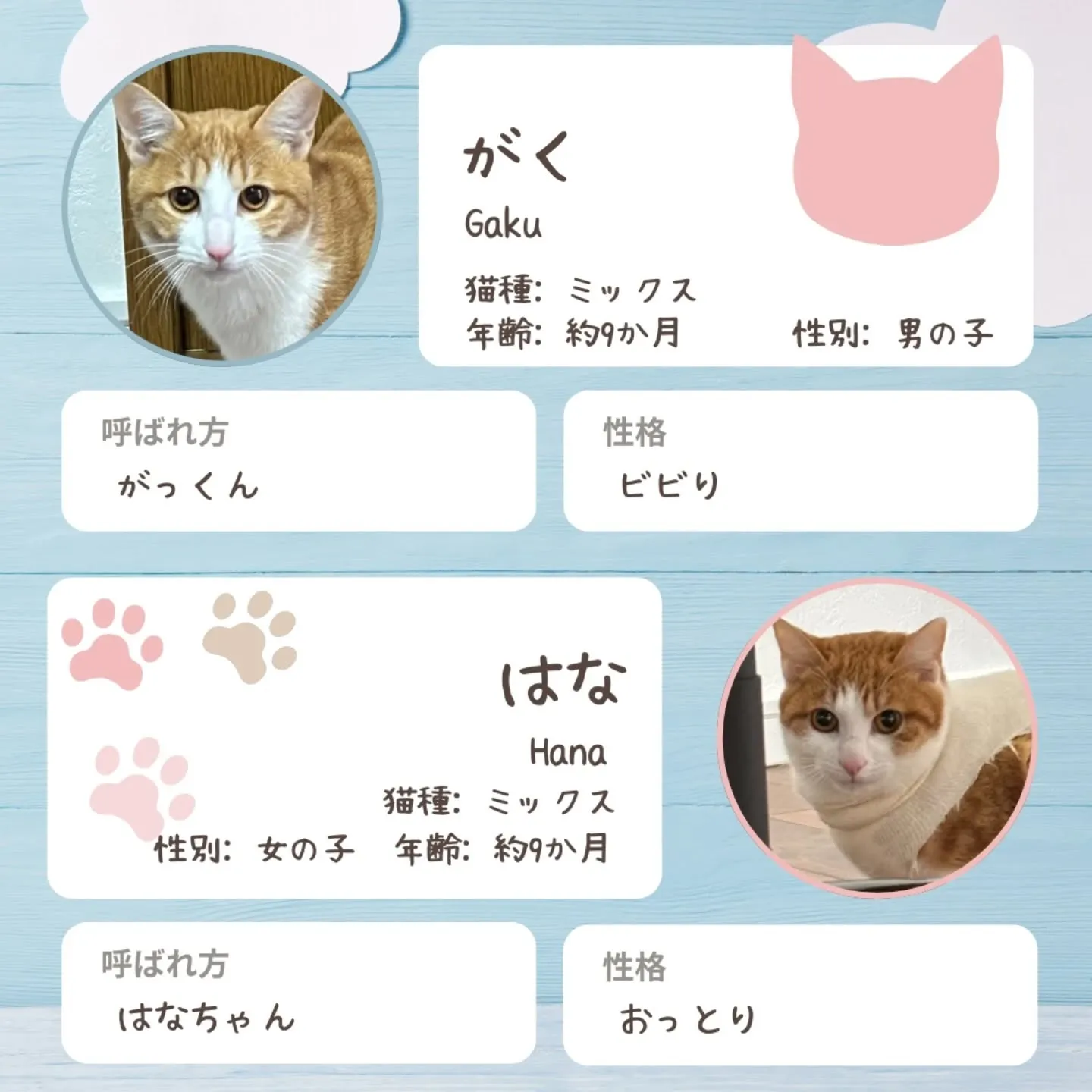 😺社長の愛猫⑤😺